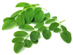 6 health benefits from Moringa Oleifera (moringa) have been scientifically ...