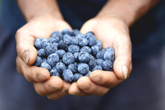 Blueberry and 10 health benefits have been proven ...