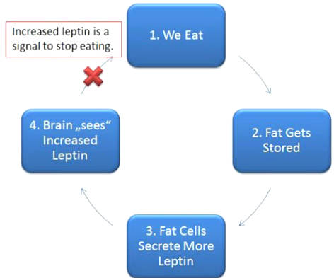 Everything You Need To Know About Leptin And Leptin Resistance