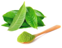 Matcha Green Tea Is Better Than Ordinary Green Tea?