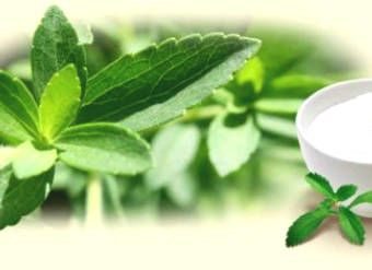 Sweet Stevia - Perfect Food For Weight Loss People