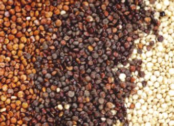 Nutritional composition and health benefits of Quinoa seeds