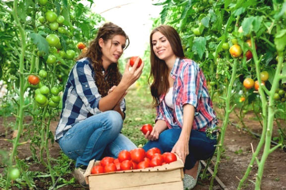 Tomatoes: Ingredients Nutrition and Health Benefits